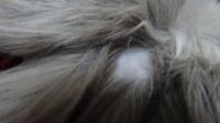 Лысое  пятнышко на лбу у 6-месячного щенка