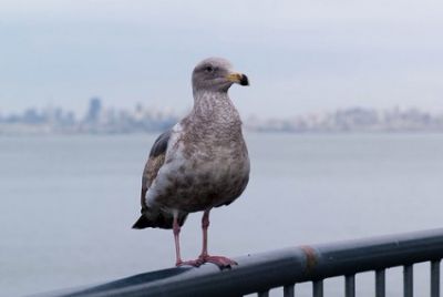 Птицы меняются из-за изменения климата