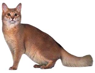 Сомалийская кошка