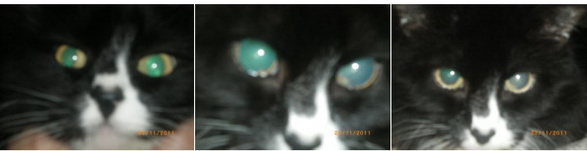 какие цвета видят кошки. зрение глазами кошки. зрение кошек. как видят кошки. как кошки видят в темноте.