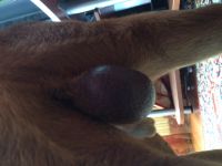 яички у шар-пея