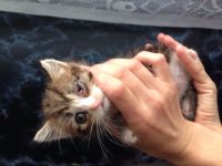 У котенка срастаются веки