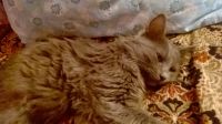 болезнь кота