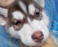 опухли глазки у щенка (2,5 месяца) хаски