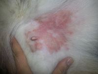 Сыпь на животе