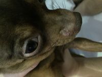 Пятно на морде