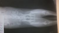 Котенок отказывается от еды