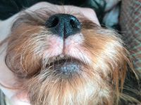 Йорк чешет нос