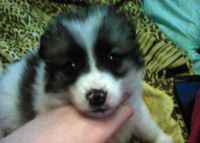 прививка и паспорт и чип