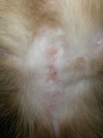 воспалился шов