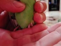 Попугай не встает на левую лапку