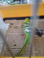 Попугай не встает на левую лапку