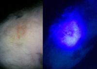 Может у моей кошки лишай?