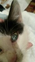 Прозрачный зрачок у котенка