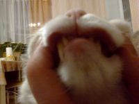 Опухают верхние губы у кота