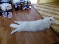 У кота разъезжаються задние лапы
