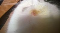 Над глазом у кошки появилась непонятная рана