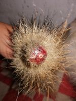 Собака овчарка грызет хвост