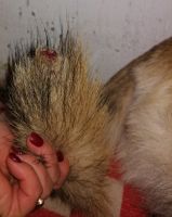 Собака овчарка грызет хвост