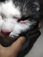 У кота опух один глаз. Над глазом мокрая рана или язва. В ушах воспаление, жёлтые коросты.