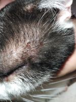 У кота опух один глаз. Над глазом мокрая рана или язва. В ушах воспаление, жёлтые коросты.