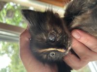 Мутный глазик у котёнка