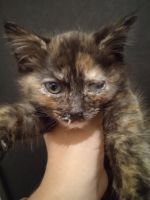 Слезится глаз у котенка и непроходящий насморк