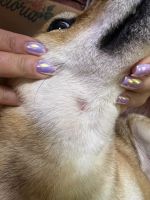 Красное пятно на шее собаки