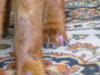 Болеет шар-пей