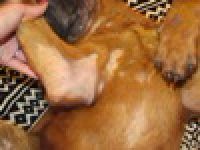 Болеет шар-пей