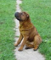 Болеет шар-пей