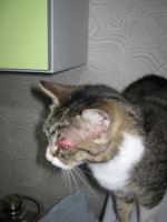 Зуд и расчесы до крови у кошки