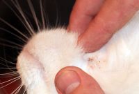 Расчесы на шее у кошки