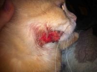 Кот расчесывает нос и щеку.