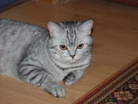 Укота рвота белой пеной