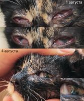 У котят больные глаза