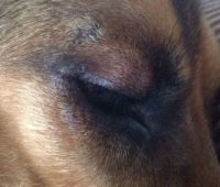 У собаки вокруг глаза шелушение и покраснение.