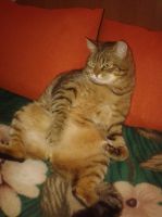 Сладкое для кота