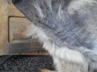 Проблема с кожей и необчное запутывание задних ног