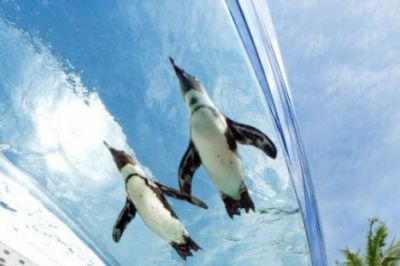 В Токио до сентября “летают”пингвины