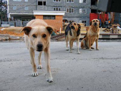 Дикие собаки в Минске