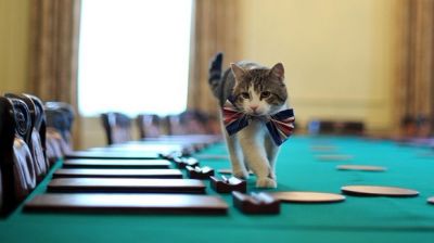 В министерстве Великобритании возник конфликт из-за кошек