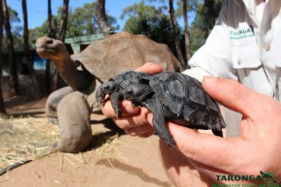 Галапагосских черепах стало больше