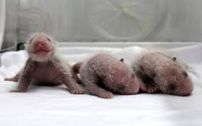 Панды-тройняшки родились в Китае