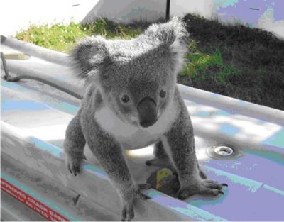 В Австралии с коалой провели профилактическую беседу