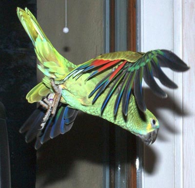 parrot fly